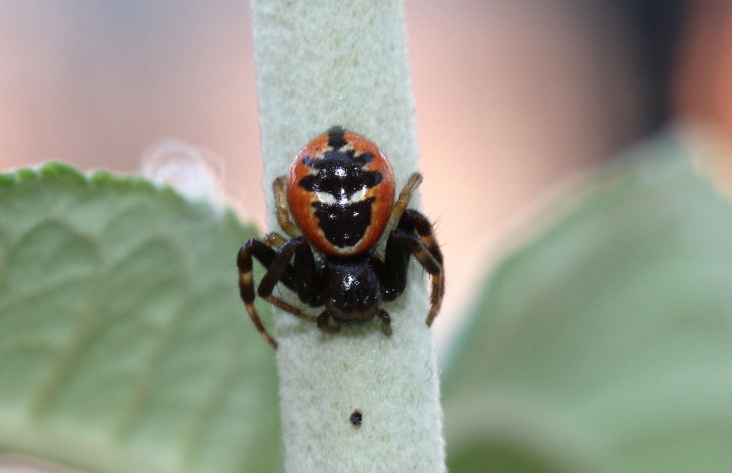 Synema globosum - Roma (RM)